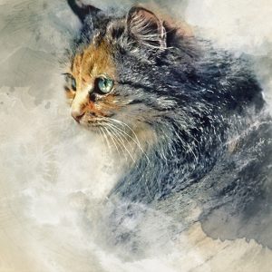 Cat Aquarelle