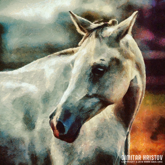 White Horse Painting Portrait - Figure Drawing by Dimitar Hristov - 54ka